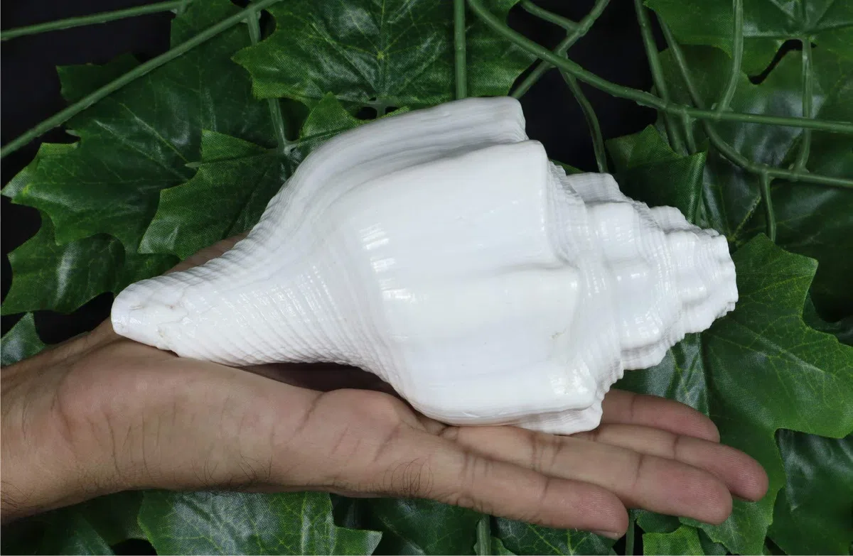 ASHIRWAD Blowing Shankh Vamavarti Dattatreya - Conch Shell - Puja Ritual - Shankhnaad (Shankh-07)