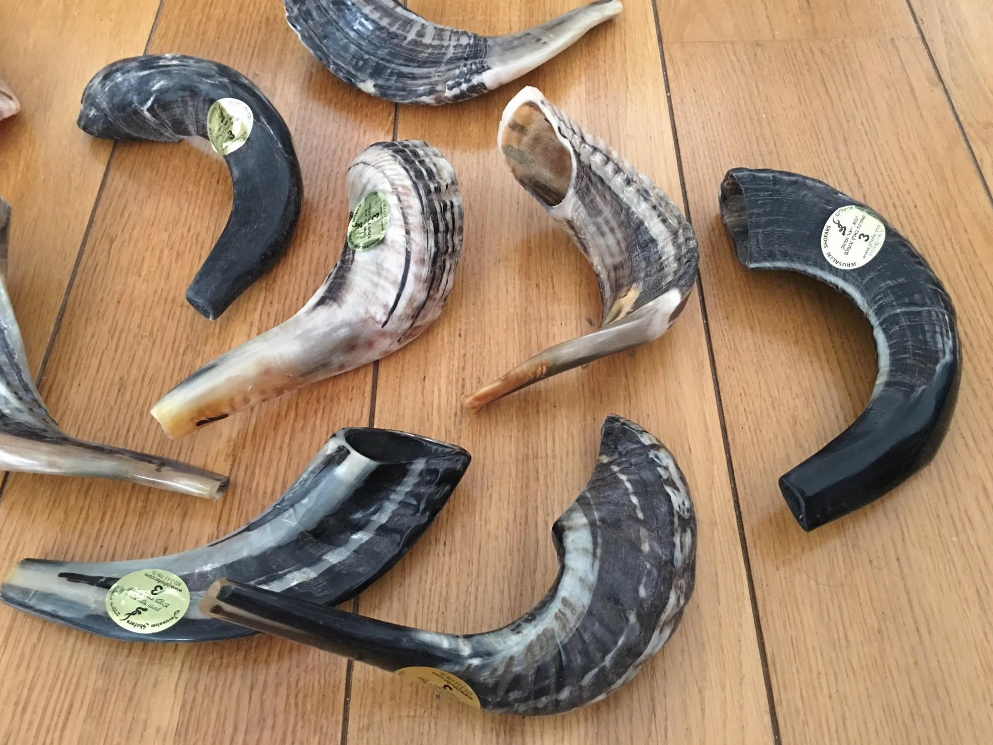 Natürlicher Wamenhorn-Schofar mit gebogener Oberseite und Rillen aus Israel