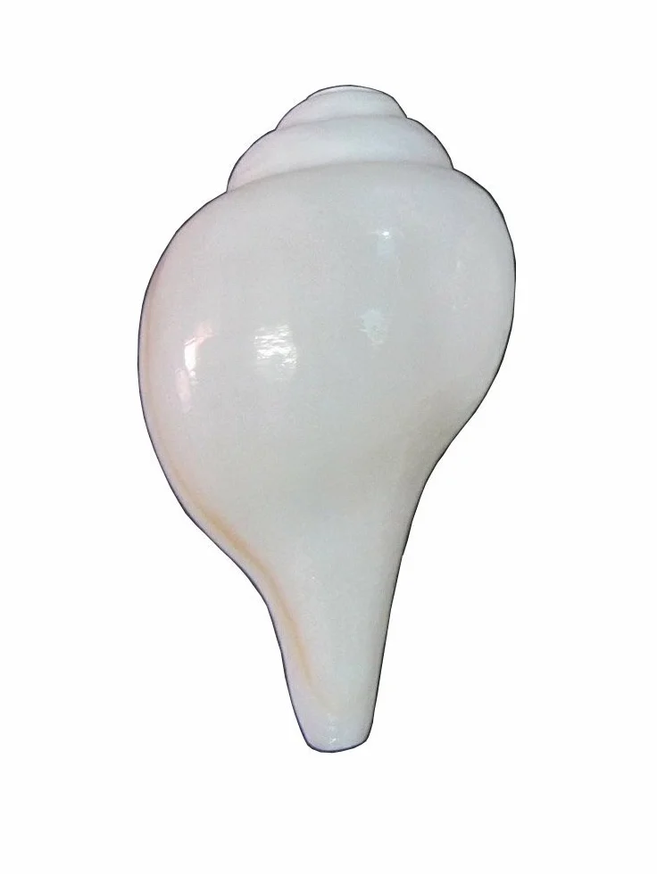 indischen Hindu Blowing Conch (bajanewala Puja schanch)"7,6 cm"
