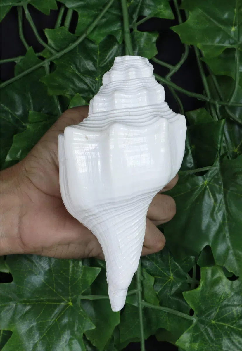 ASHIRWAD Blowing Shankh Vamavarti Dattatreya - Conch Shell - Puja Ritual - Shankhnaad (Shankh-07)