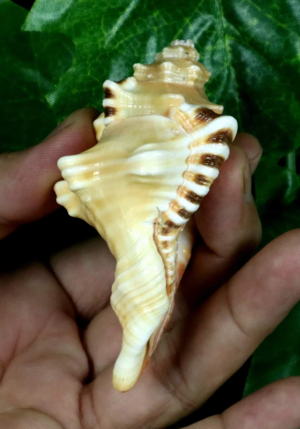ASHIRWAD Original Ganesh Shankh, Conch Shell für Puja Ritual, alle Wohlbefinden, Gesundheit und Erfolg im Leben (Ganesh Shankh Tasche) 10,2 cm
