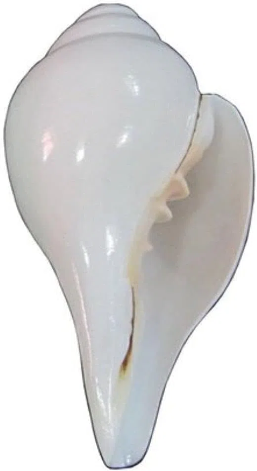 Loud Blowing Original Conch Shell Shankh Large White Natural Shankh Best for Pooja Ritual Religious Item- 4 Inch
