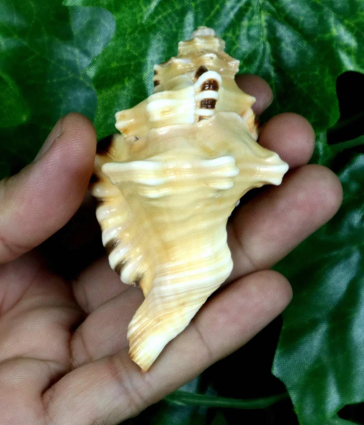 ASHIRWAD Original Ganesh Shankh, Conch Shell für Puja Ritual, alle Wohlbefinden, Gesundheit und Erfolg im Leben (Ganesh Shankh Tasche) 10,2 cm