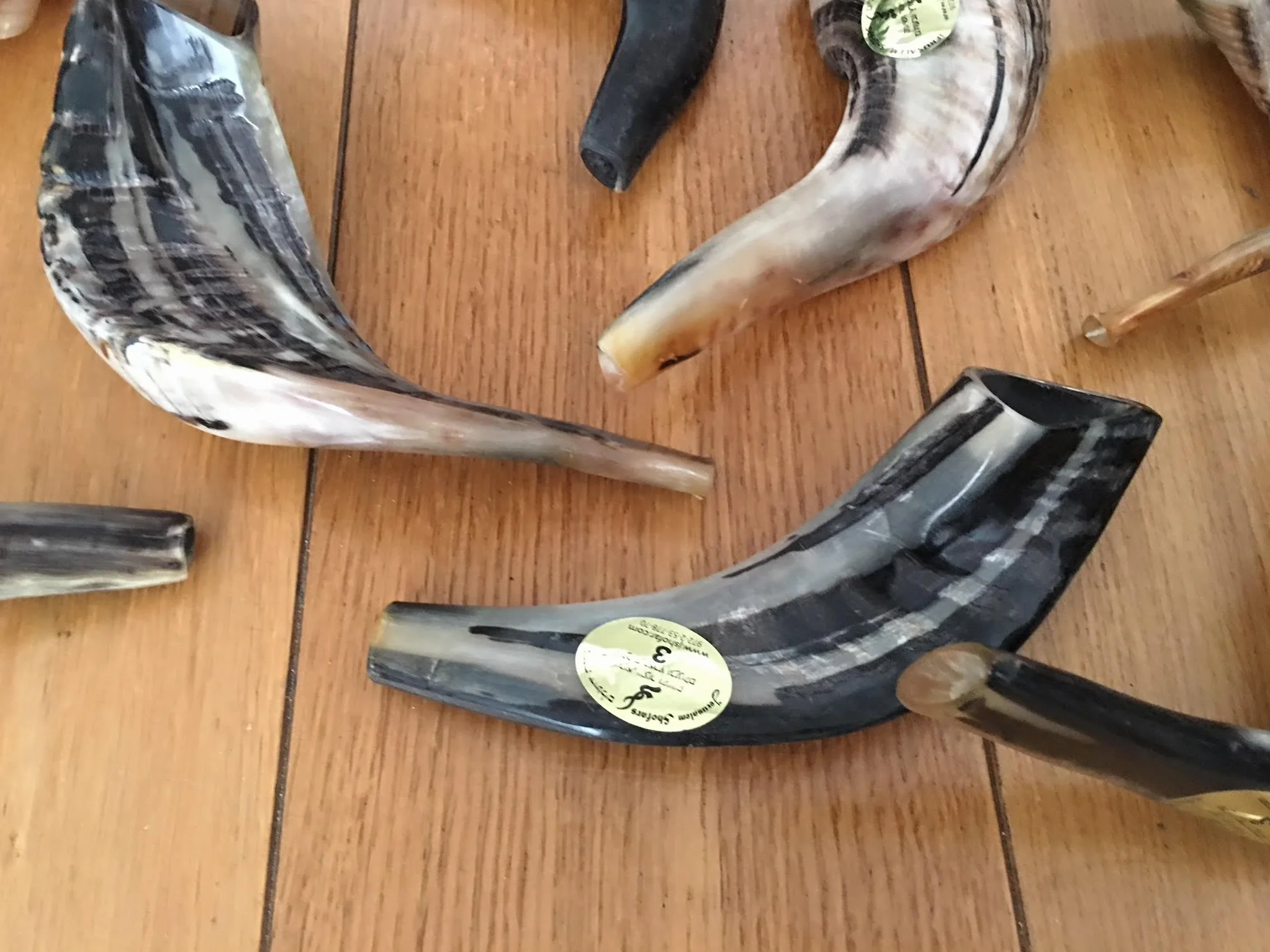 Natürlicher Wamenhorn-Schofar mit gebogener Oberseite und Rillen aus Israel
