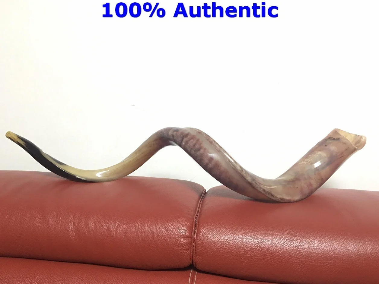 Kudu Yemenite Schofar Horn (voller poliert ca. 88,9 cm – 91,4 cm Judaica Israel