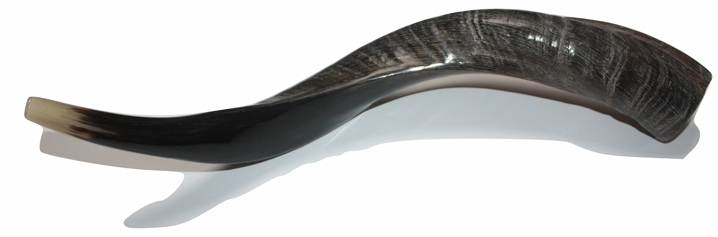 40,6 - 48,3 cm natürliches, authentisches Koscher-Yemenit Kuduhorn Schofar jüdisch – Israel