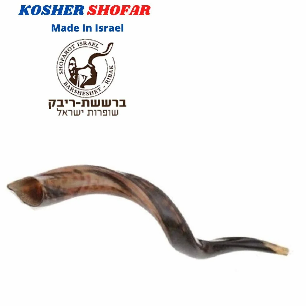 40,6 - 48,3 cm natürliches, authentisches Koscher-Yemenit Kuduhorn Schofar jüdisch – Israel