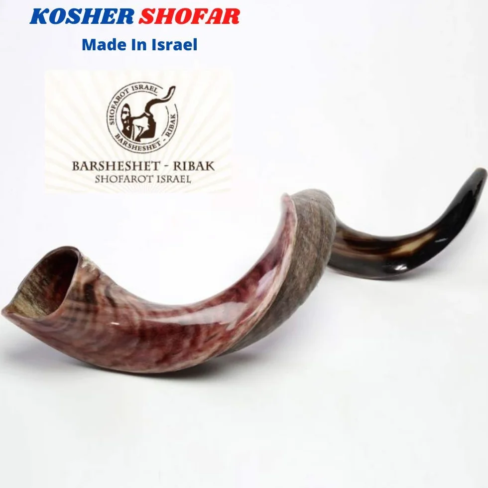 Halb poliert natur Judaica Koscher 60-70cm Yeninit Kudu Shofar Horn Israel