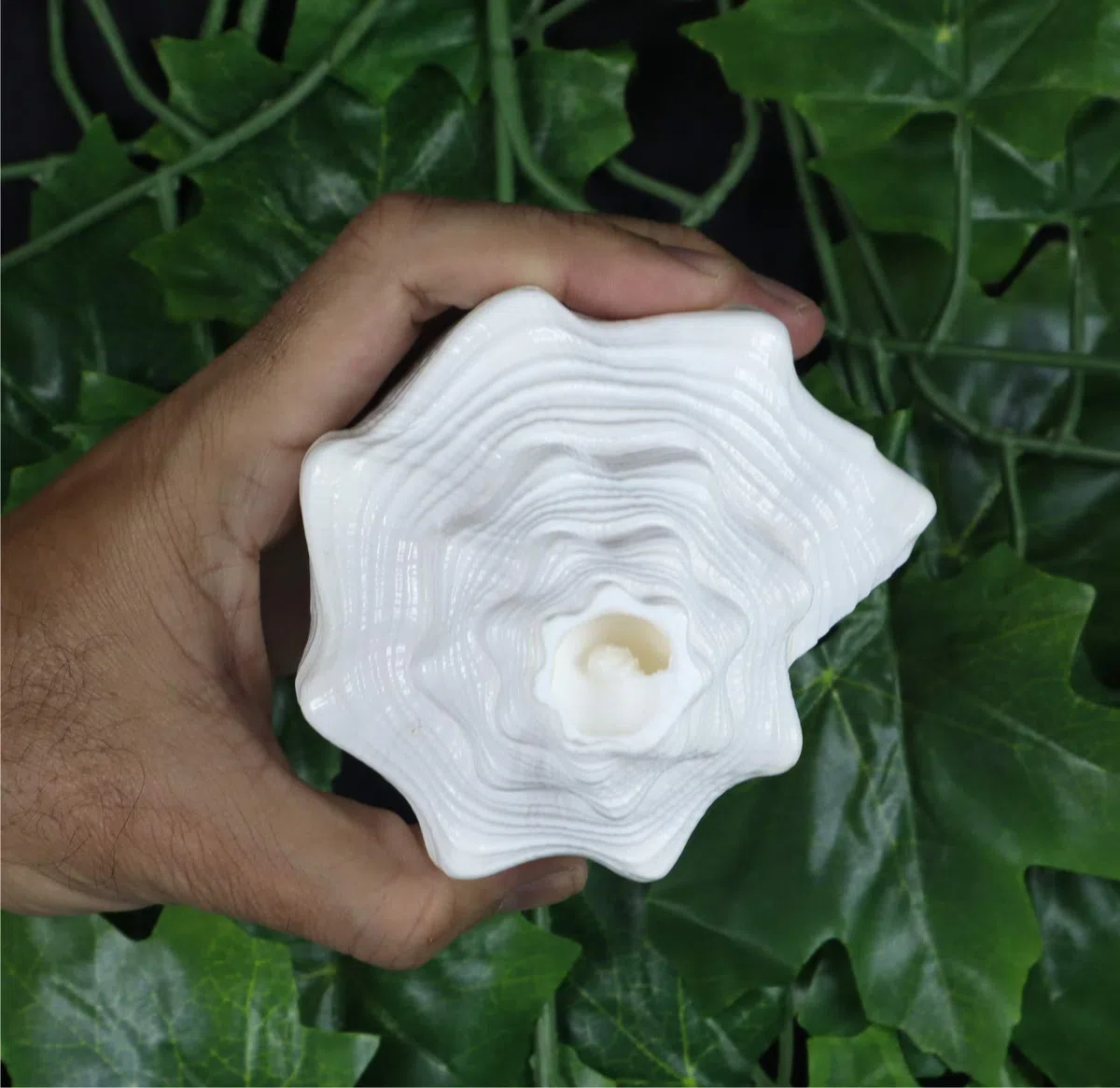 ASHIRWAD Blowing Shankh Vamavarti Dattatreya - Conch Shell - Puja Ritual - Shankhnaad (Shankh-07)