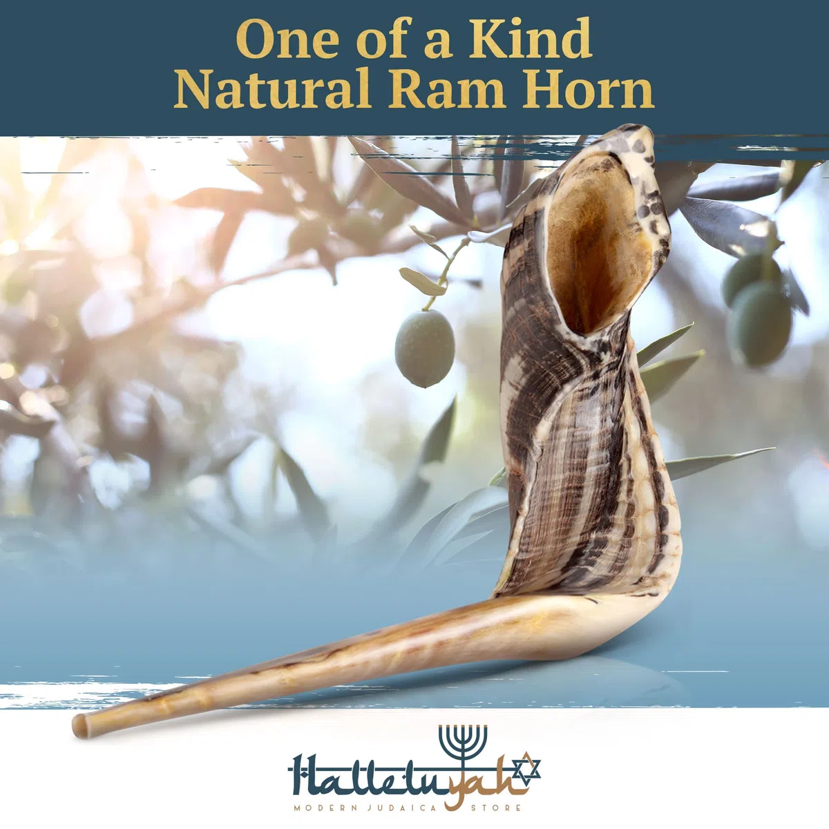 HalleluYAH Kudu 12" - 14" 7. Ram Horn Set