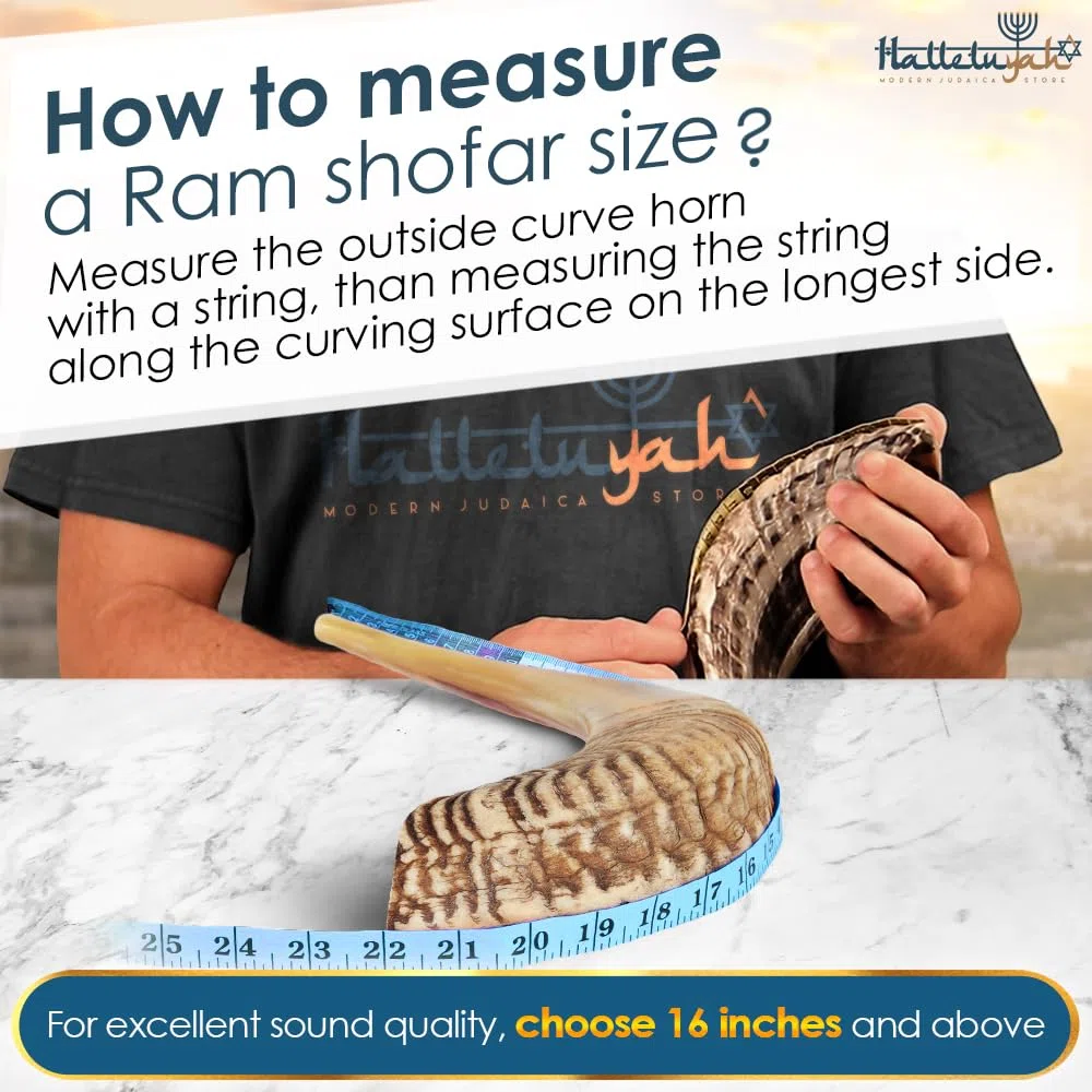 HalleluYAH Kudu 12" - 14" 7. Ram Horn Set