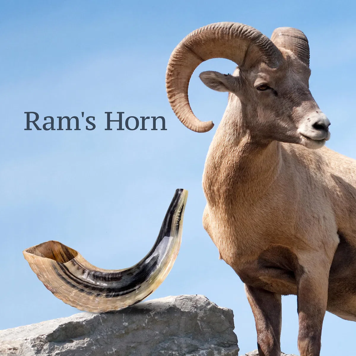 Poliert RAM Horn Schofar mit breit Biegen und natürlichen Farben 10" - 12" Standard