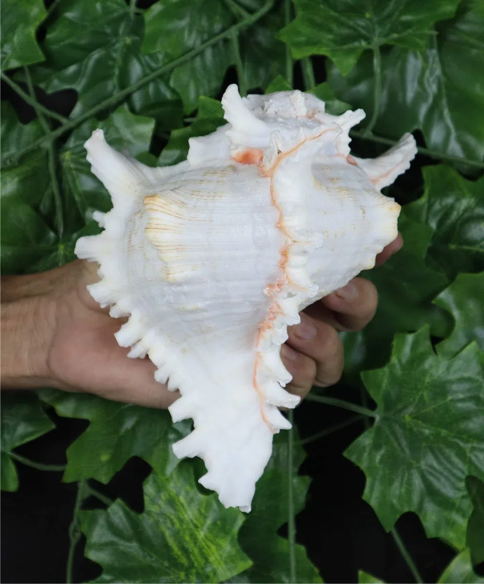 ASHIRWAD Garuda Blowing Shankh, Murex Ramosus - Conch Shell - Puja Ritual - Shankhnaad für Home Decor (21,6 cm)