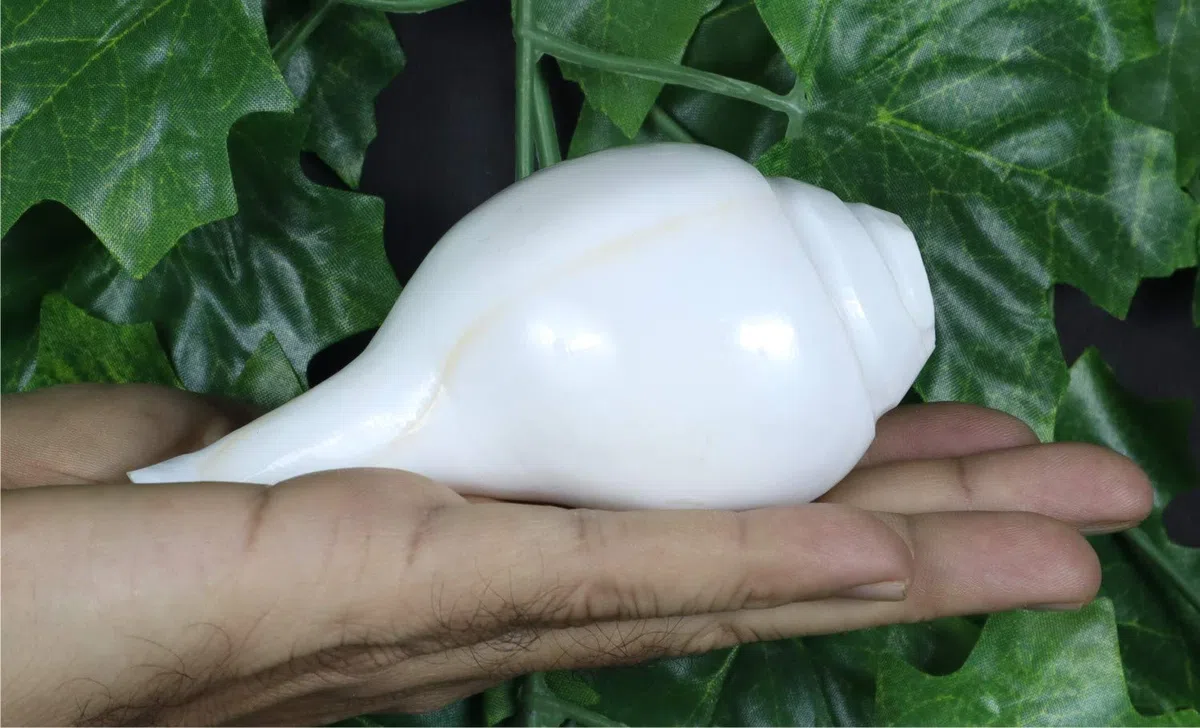 ASHIRWAD Original Blowing Shankh Vamavarti Dattatreya - Conch Shell - Puja Ritual - Plain Shankh - Shankhnaad (Shankh-10,2-11,4 cm)