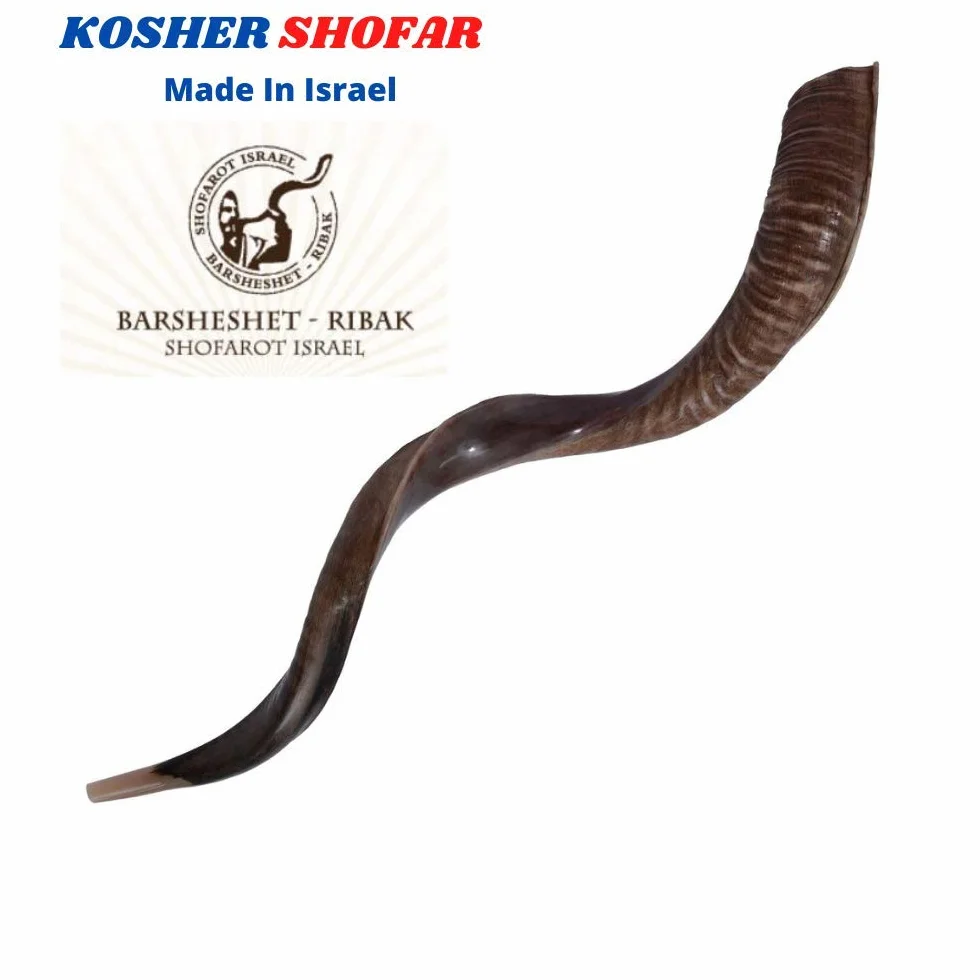 Halb poliert natur Judaica Koscher 60-70cm Yeninit Kudu Shofar Horn Israel