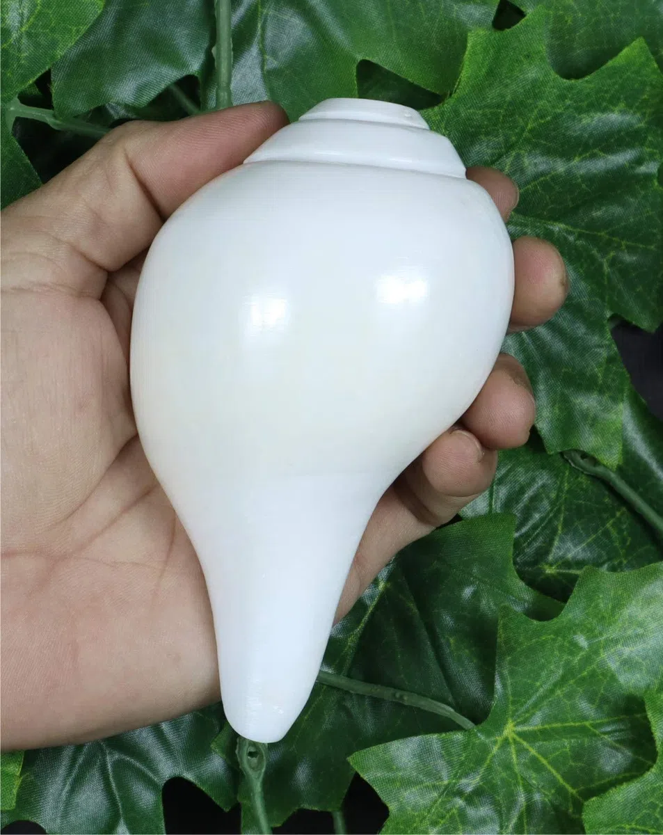 ASHIRWAD Echter blasender Shankh Vamavarti Dattatreya – Muscheln – Puja Ritual – Plain Pooja Shankh – Shankhnaad (11,4 cm)