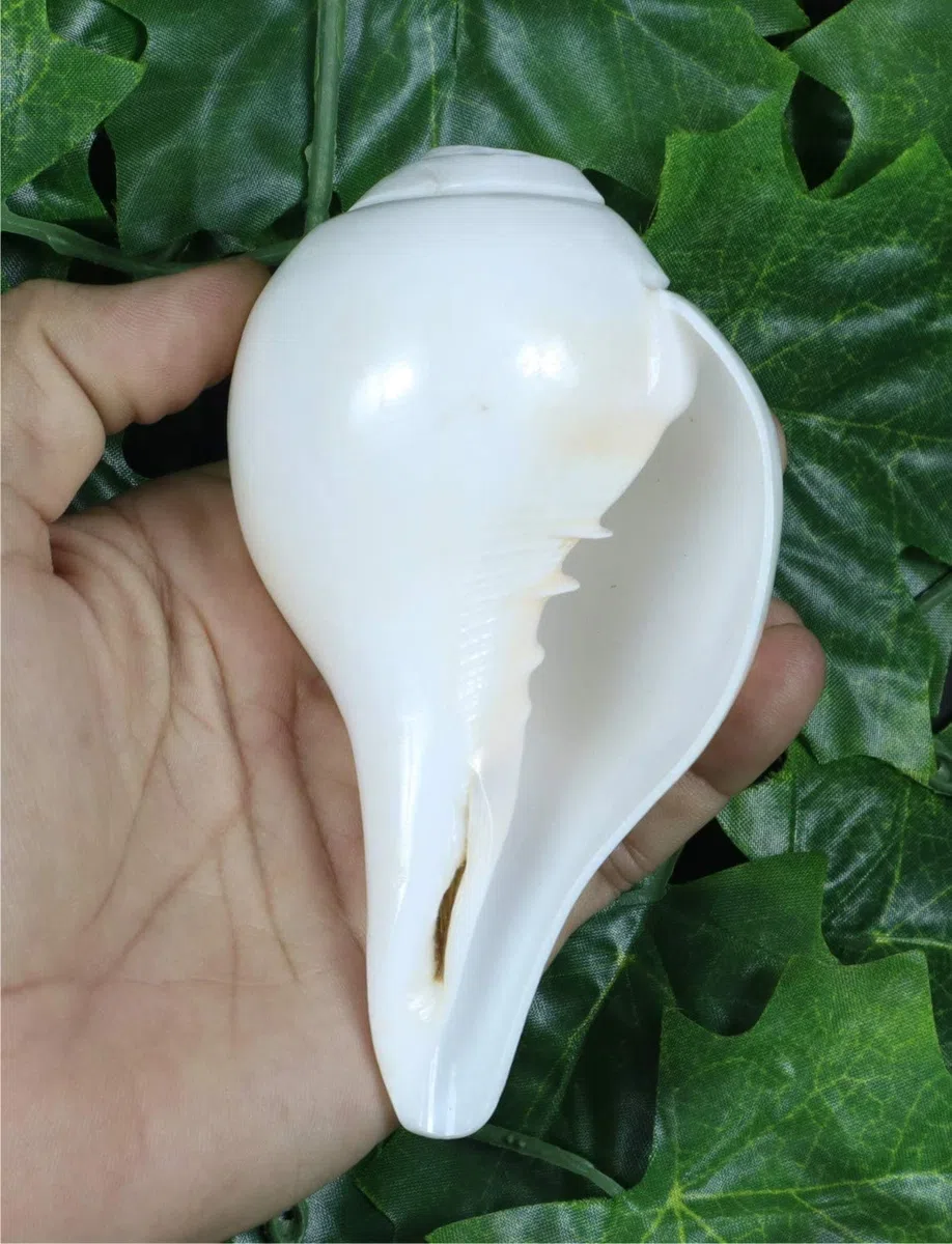 ASHIRWAD Echter blasender Shankh Vamavarti Dattatreya – Muscheln – Puja Ritual – Plain Pooja Shankh – Shankhnaad (11,4 cm)