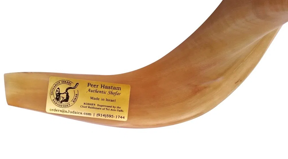 aJudaica 33.02 cm, Kosher, Poliert, 35.56 cm Rams Horn Schofar Hergestellt in Israel Anti-Geruchs-Spray