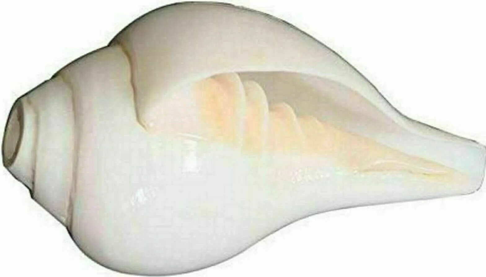 Exklusive Global Conch Shell Hindu, religiöses Artefakt, 7,6 cm, VamavatiShankh, Weiß