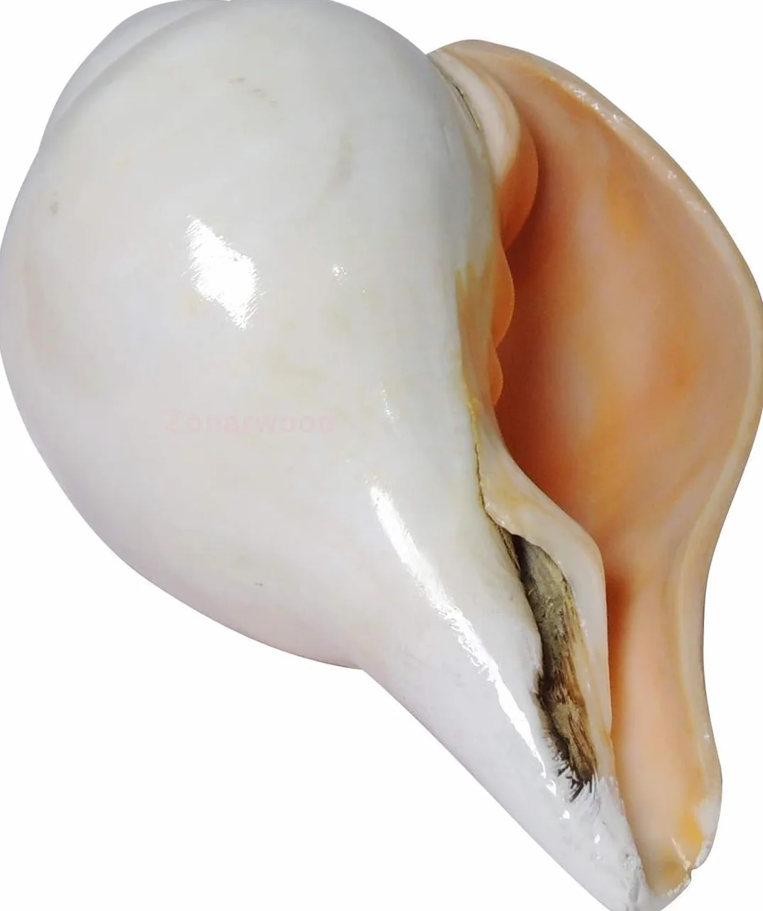 Natürliche laute Shankh-Muschelmuscheln für Pooja-Heim-Tempelgebet, 12,7 cm Länge