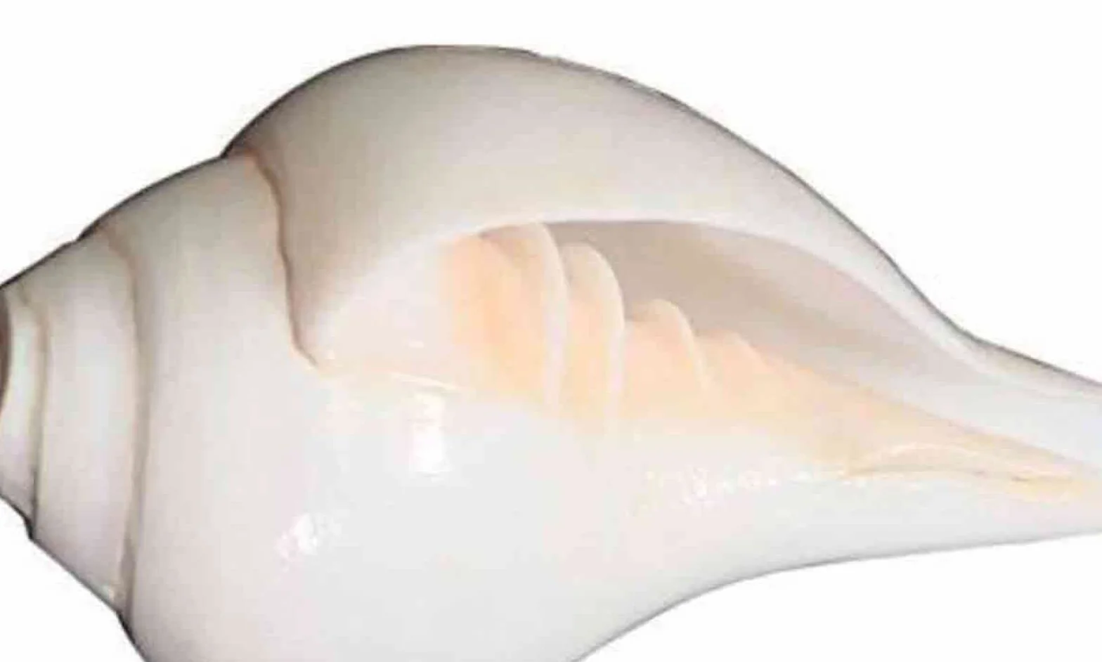 Aashita Creations Blasender Schaft für Pooja, Größe: 11,4 bis 12,7 cm | mit lautem Echo-Sound | Conch Shell für Pooja
