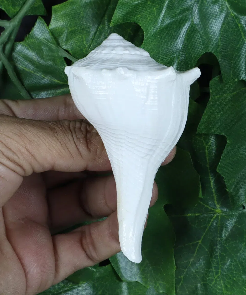 ASHIRWAD Dakshinavarti Original Shankh Valampuri Sangu Lakshmi Shankh Muschel (7,6 cm)