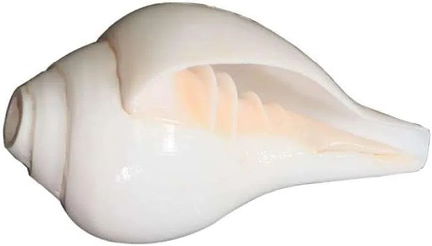 Loud Blowing Original Conch Shell Shankh Large White Natural Shankh Best for Pooja Ritual Religious Item- 4 Inch