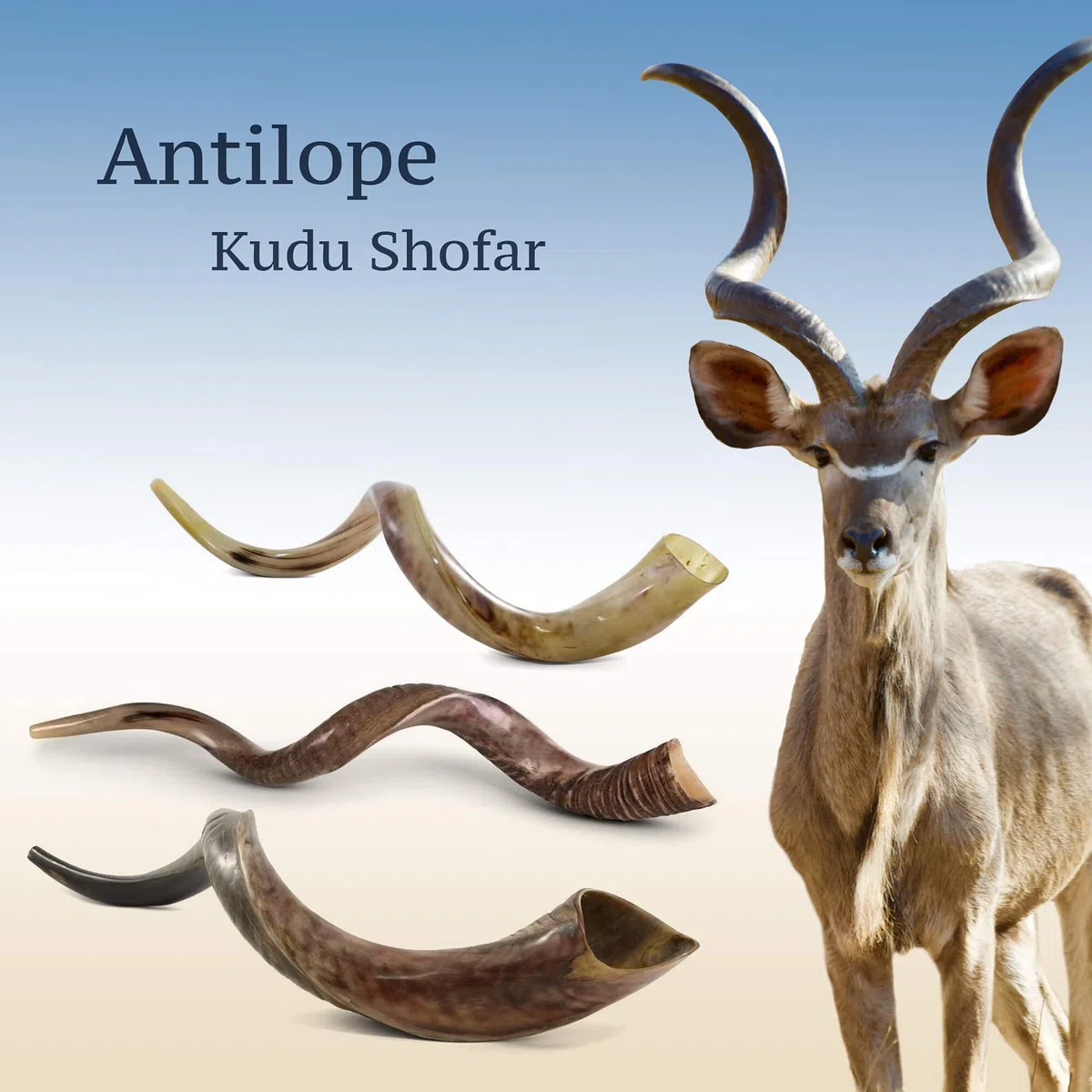 Halb-polierte Oberfläche Jemenitischen Kudu Horn Shofar