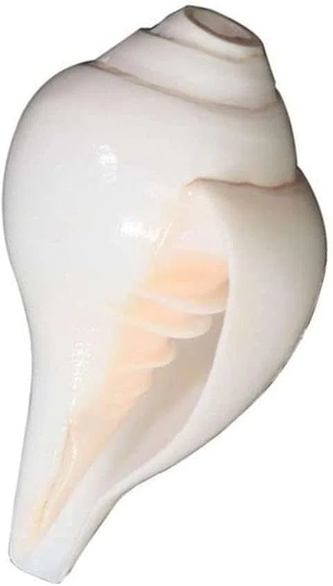 Loud Blowing Original Conch Shell Shankh Large White Natural Shankh Best for Pooja Ritual Religious Item- 4 Inch