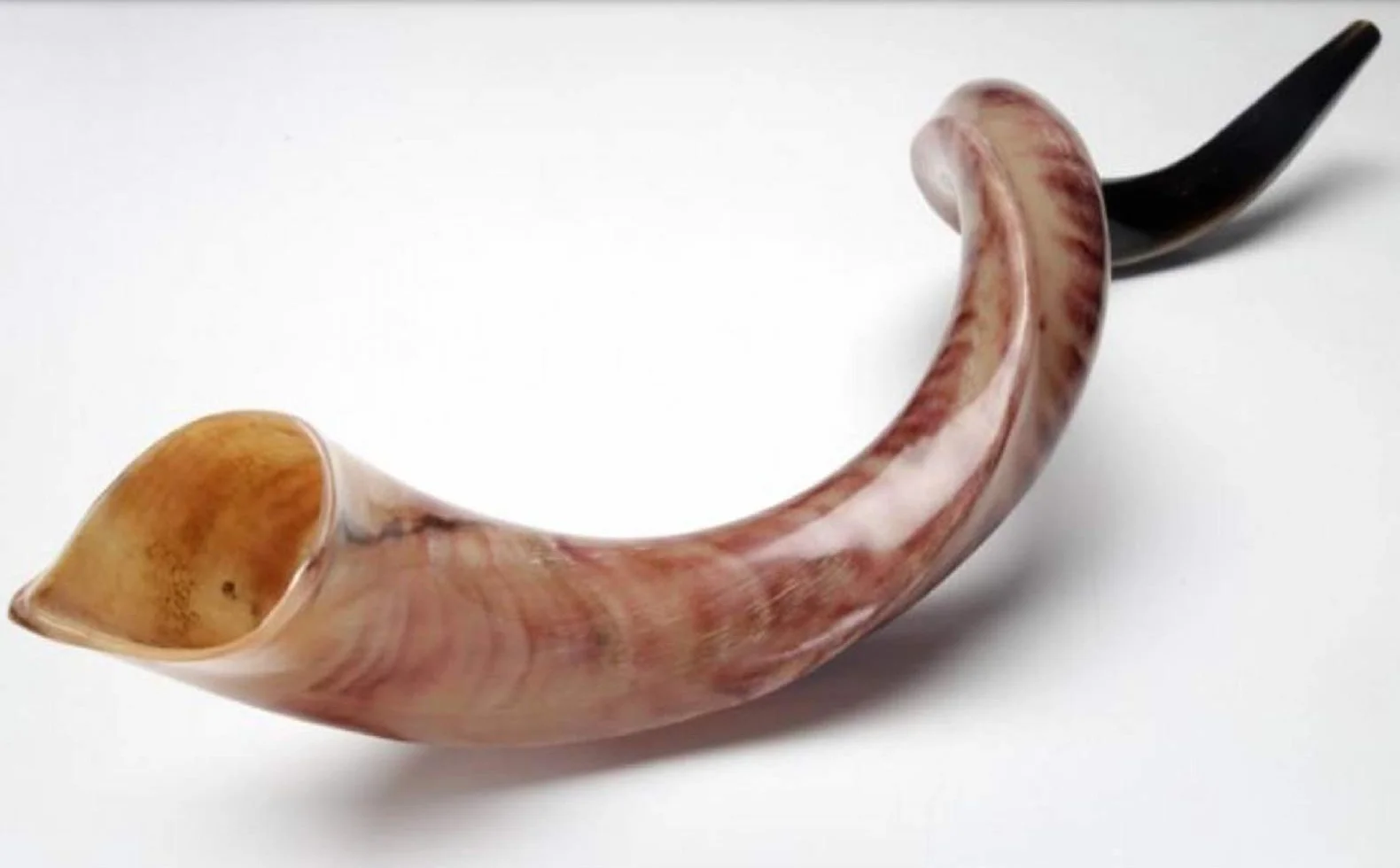Kudu Yemenite Schofar Horn (voller poliert ca. 88,9 cm – 91,4 cm Judaica Israel