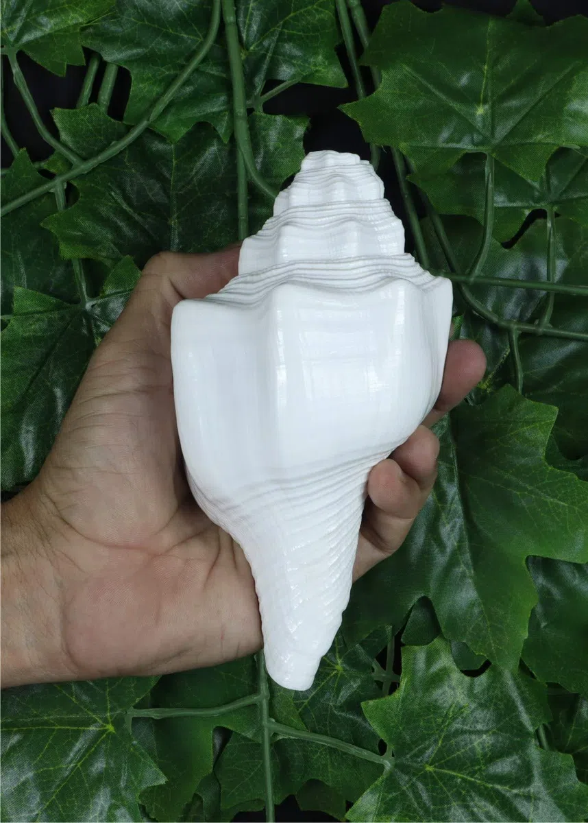ASHIRWAD Blowing Shankh Vamavarti Dattatreya - Conch Shell - Puja Ritual - Shankhnaad (Shankh-10)