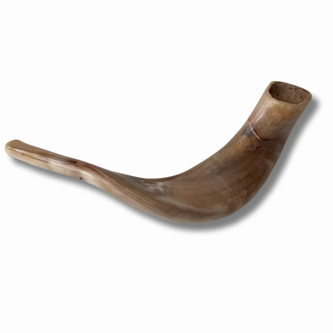 Schofar: Authentischer und koscherer polierter Ramhorn-Schofar aus Israel (30,5 cm – 35,6 cm)
