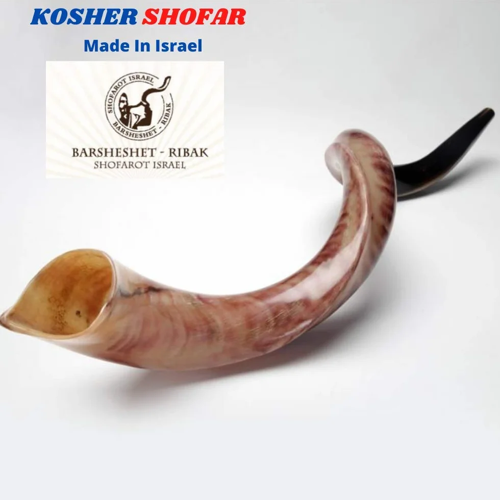Kudu Yemenite Schofar Horn (voller poliert ca. 88,9 cm – 91,4 cm Judaica Israel