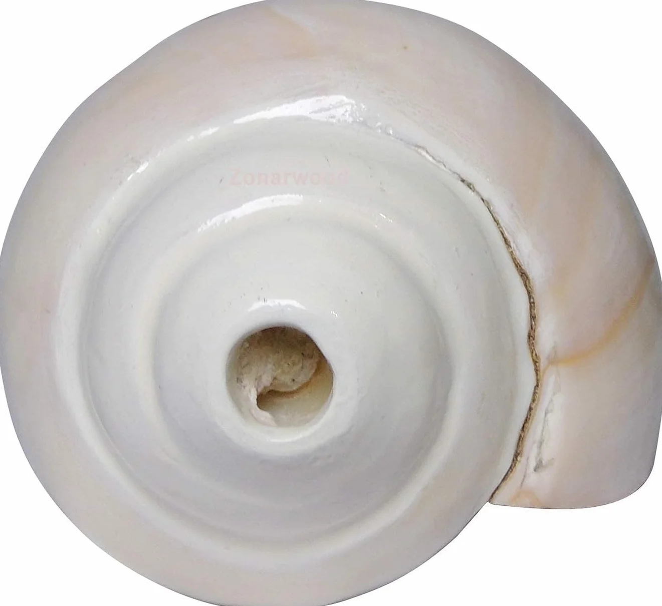 Natürliche laute Shankh-Muschelmuscheln für Pooja-Heim-Tempelgebet, 12,7 cm Länge