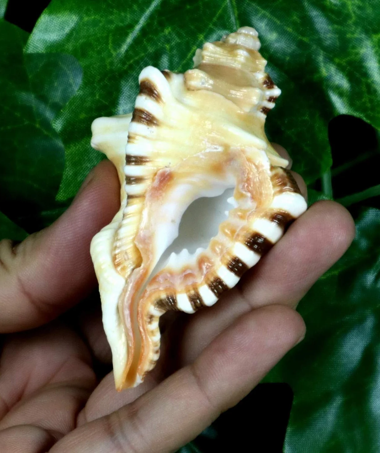 ASHIRWAD Original Ganesh Shankh, Conch Shell für Puja Ritual, alle Wohlbefinden, Gesundheit und Erfolg im Leben (Ganesh Shankh Tasche) 10,2 cm