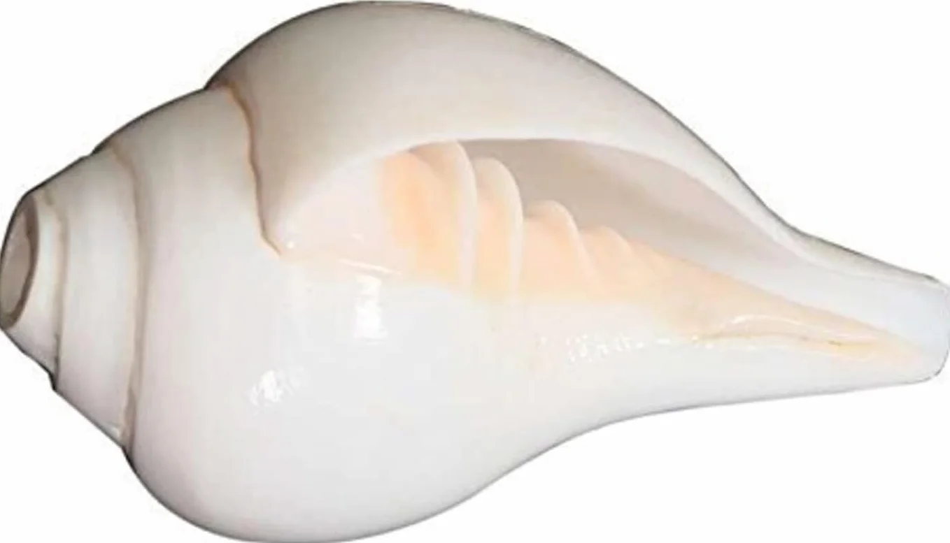 Natürliche laute Shankh-Muschelmuscheln für Pooja-Heim-Tempelgebet, 12,7 cm Länge
