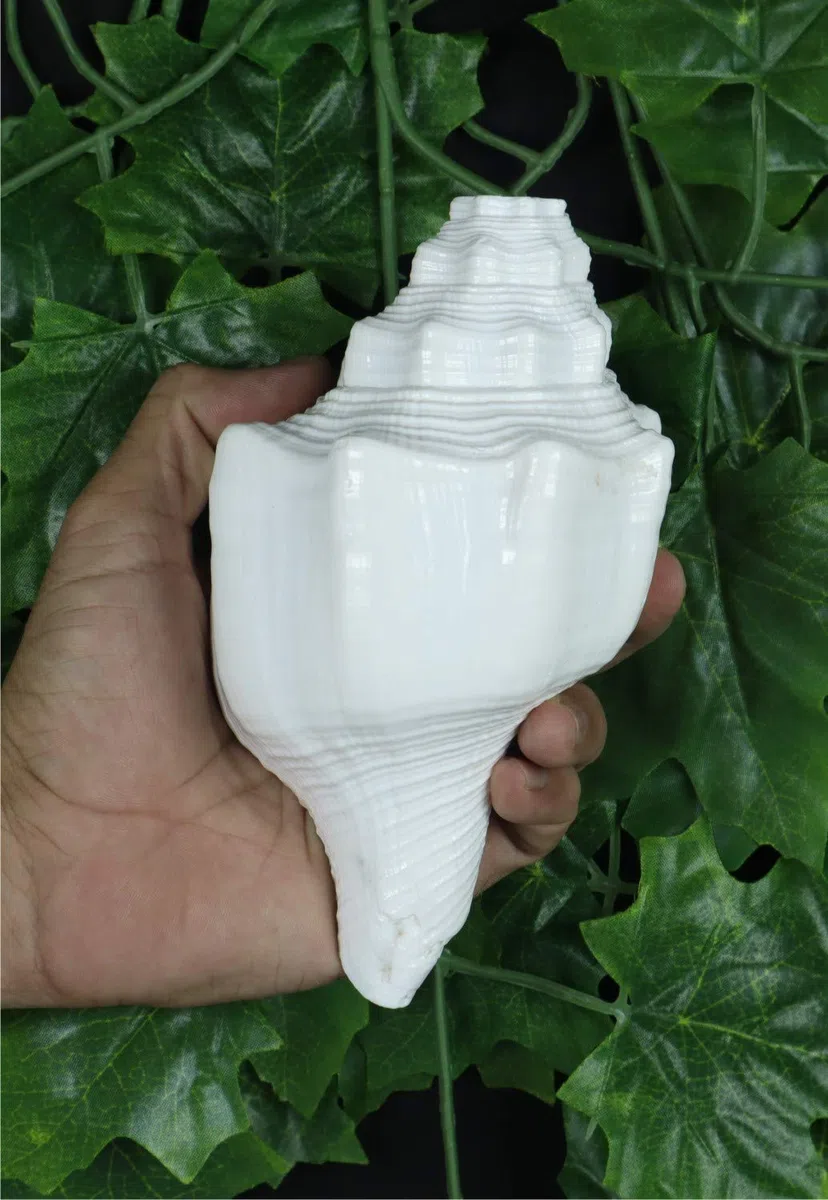 ASHIRWAD Blowing Shankh Vamavarti Dattatreya - Conch Shell - Puja Ritual - Shankhnaad (Shankh-07)