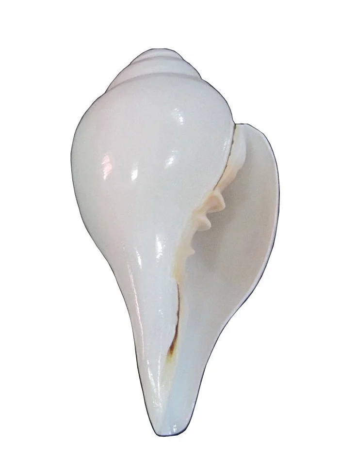 indischen Hindu Blowing Conch (bajanewala Puja schanch)"7,6 cm"