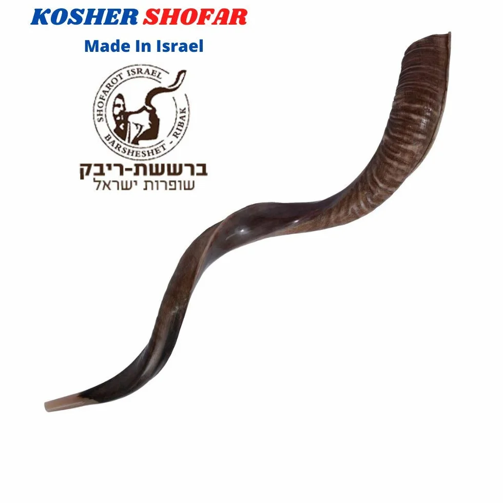 Halb poliert natur Judaica Koscher 60-70cm Yeninit Kudu Shofar Horn Israel