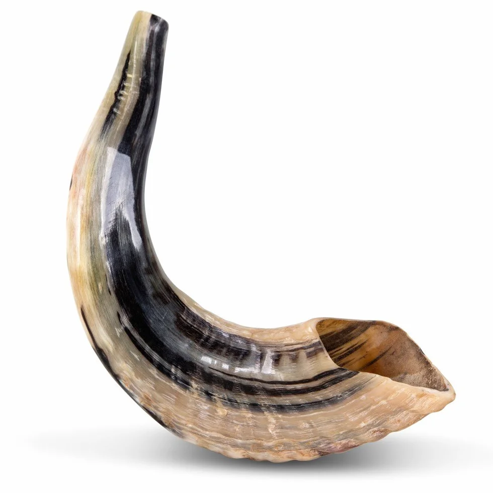 Natürlicher Wamenhorn-Schofar mit gebogener Oberseite und Rillen aus Israel