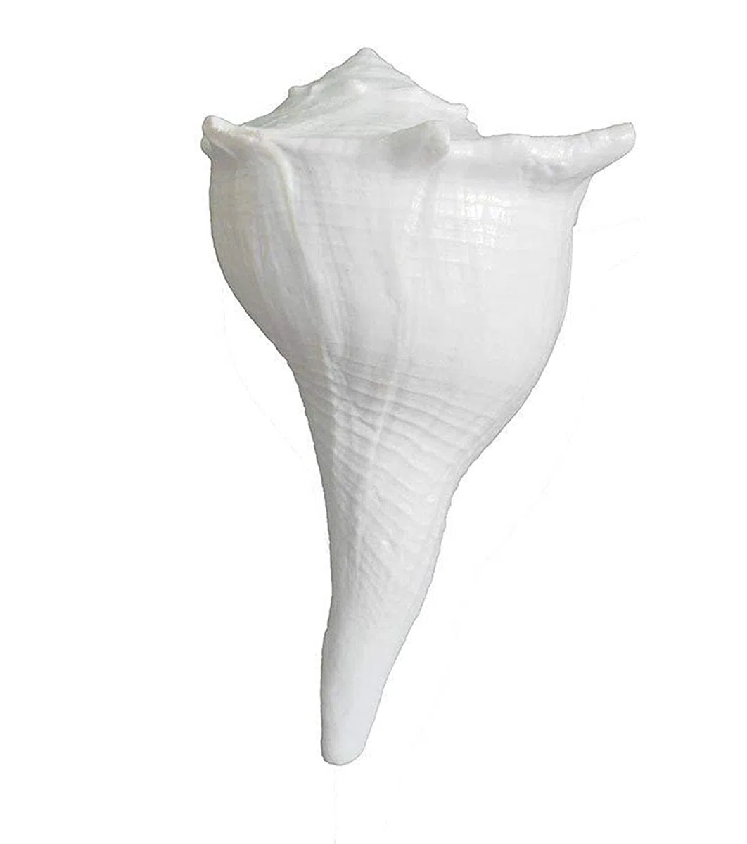 Dakshinavarti Shankh Original Reinweiß mit Ständer, 12,7 cm, kleine Größe, natürliches Lakshmi Valampuri Sangu für Pooja, religiöse Zwecke, traditionelle Rituale, Tempel – 12,7 cm