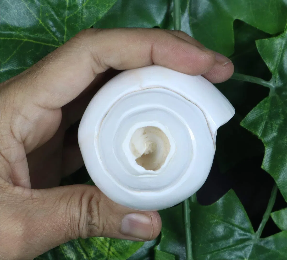 ASHIRWAD Original Blowing Shankh Vamavarti Dattatreya - Conch Shell - Puja Ritual - Plain Shankh - Shankhnaad (Shankh-10,2-11,4 cm)