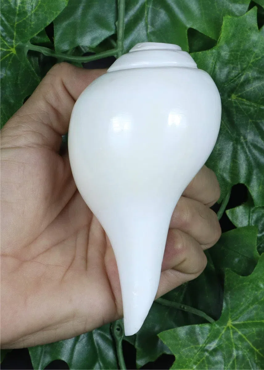 ASHIRWAD Echter blasender Shankh Vamavarti Dattatreya – Muscheln – Puja Ritual – Plain Pooja Shankh – Shankhnaad (11,4 cm)