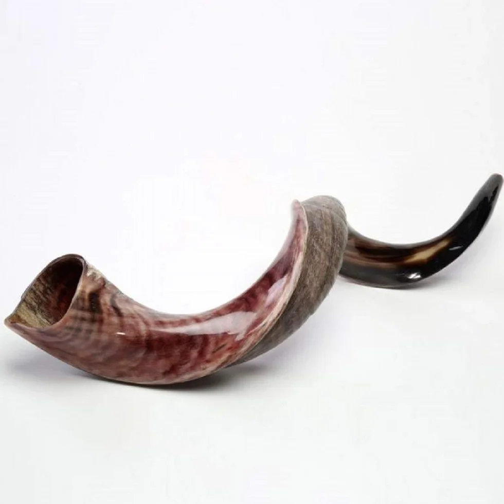 Halb poliert natur Judaica Koscher 60-70cm Yeninit Kudu Shofar Horn Israel
