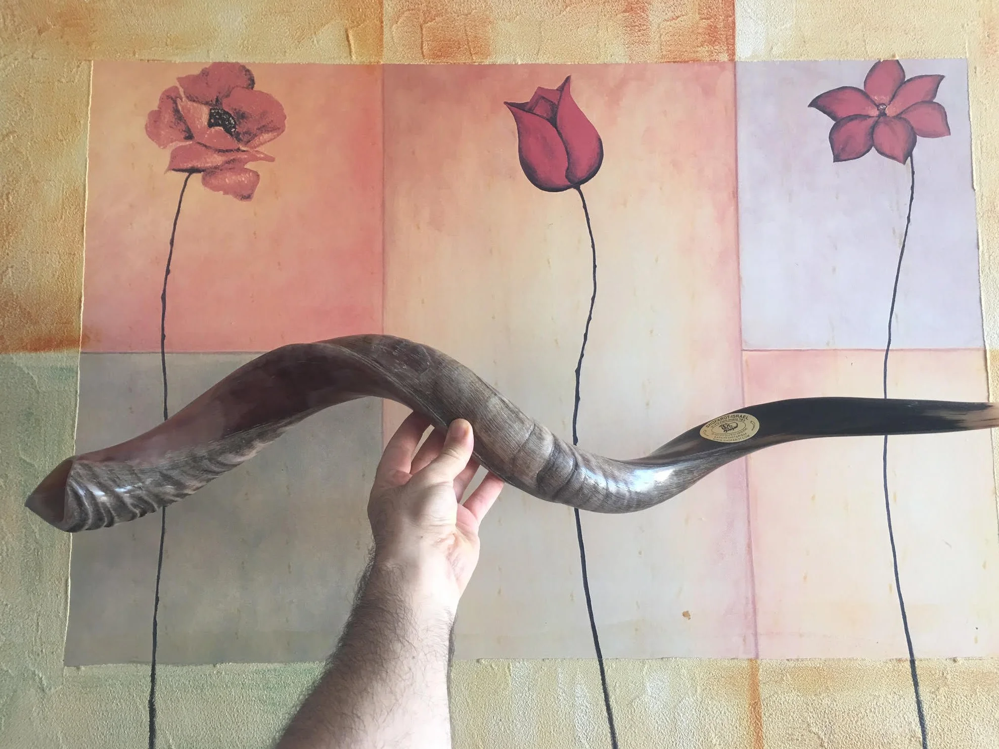 Halb poliert natur Judaica Koscher 60-70cm Yeninit Kudu Shofar Horn Israel